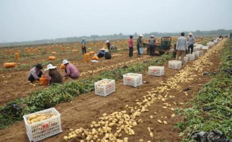 土豆最佳的种植时间「土豆种植时间在即土豆品种要选好」