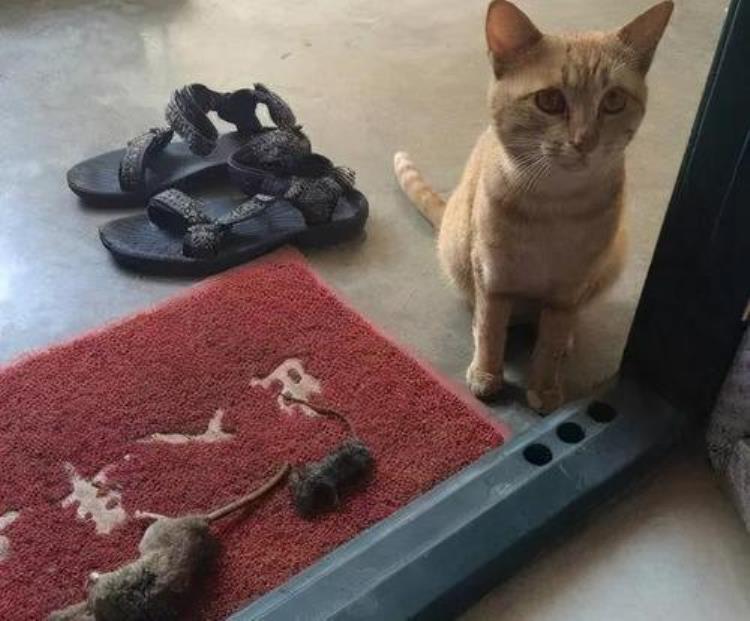 猫咪各种动作的意思「猫咪这8个常见小动作的意思不知道的就白养猫了」