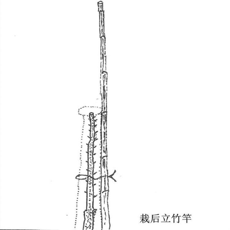 苹果树怎么架接好「苹果树栽培技术苹果树设立支架方法」