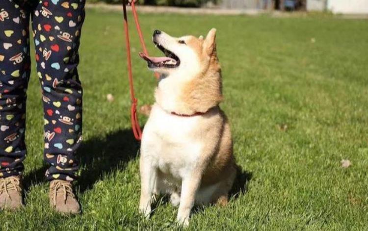 柴犬不听指令「柴犬总是不听话要从小就让它知道你是主人听你的没错」