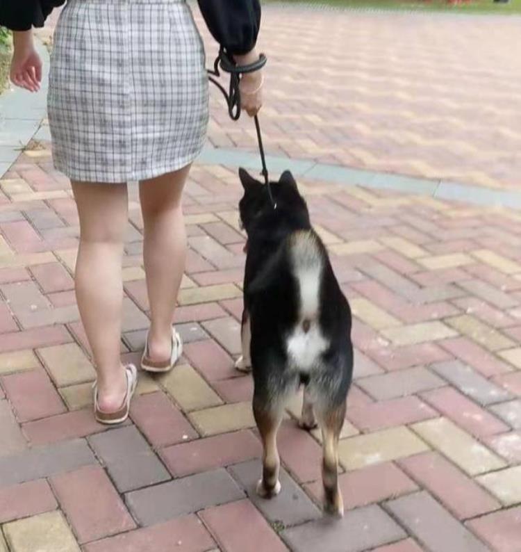 柴犬不听指令「柴犬总是不听话要从小就让它知道你是主人听你的没错」