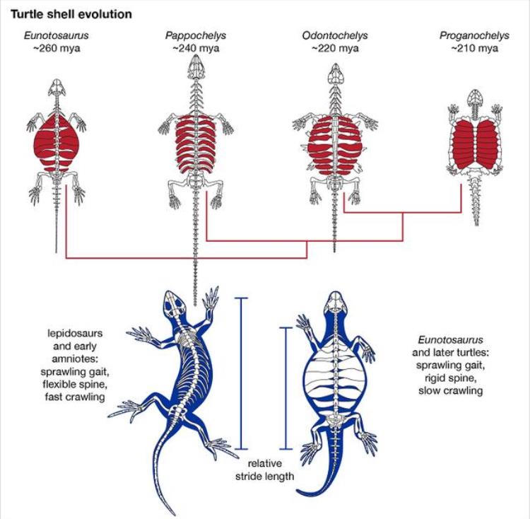 乌龟 进化论bug「进化论的终极BUG乌龟如何成为科学家们的噩梦」