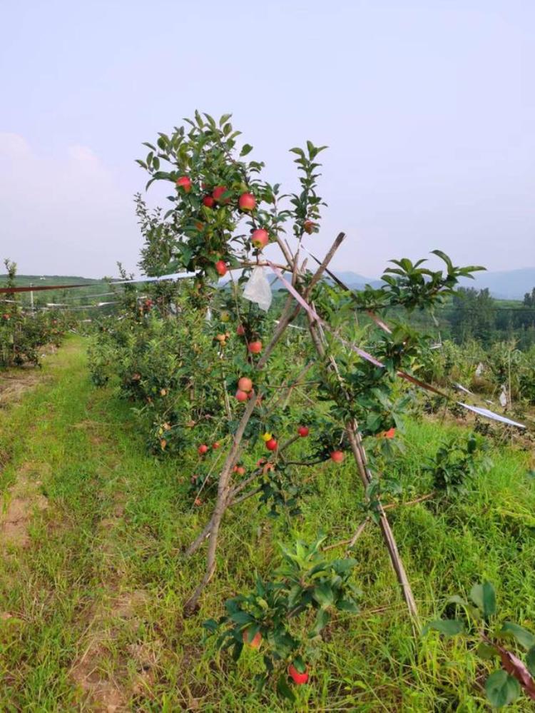 明月苹果品种介绍「细聊明月苹果树苗的品种特点与明月苹果苗的价格」