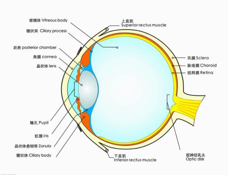 乌龟 进化论bug「进化论的终极BUG乌龟如何成为科学家们的噩梦」