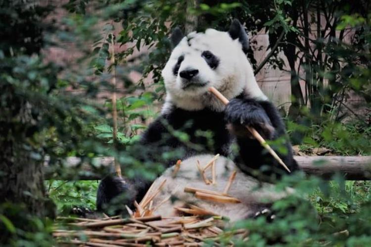 同样是熊为什么熊猫身上黑白相间而狗熊却是一身灰