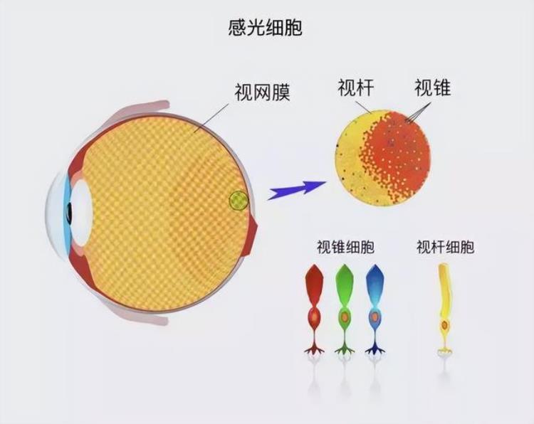 为什么夜空中的星星看起来都是黑白的呢,为什么星星只有黑白色