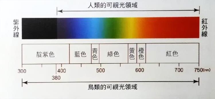 为什么夜空中的星星看起来都是黑白的呢,为什么星星只有黑白色