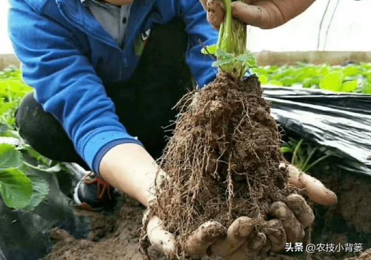 植物根系弱的原因「植物因根生因根亡如何根据根系状态判断根系是强是弱还是差」