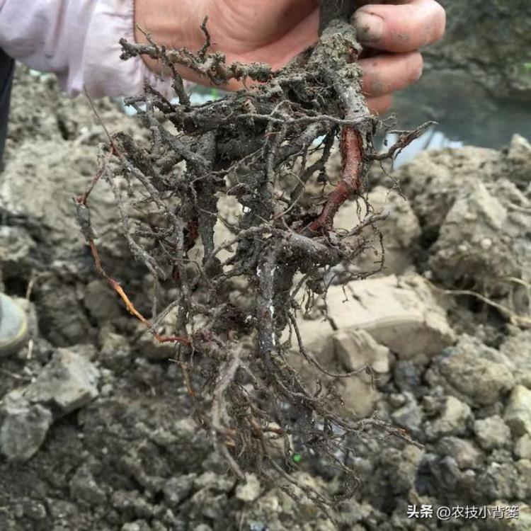 植物根系弱的原因「植物因根生因根亡如何根据根系状态判断根系是强是弱还是差」