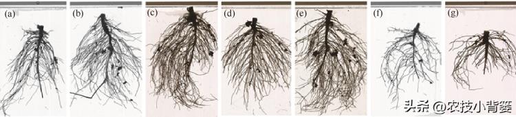 植物根系弱的原因「植物因根生因根亡如何根据根系状态判断根系是强是弱还是差」