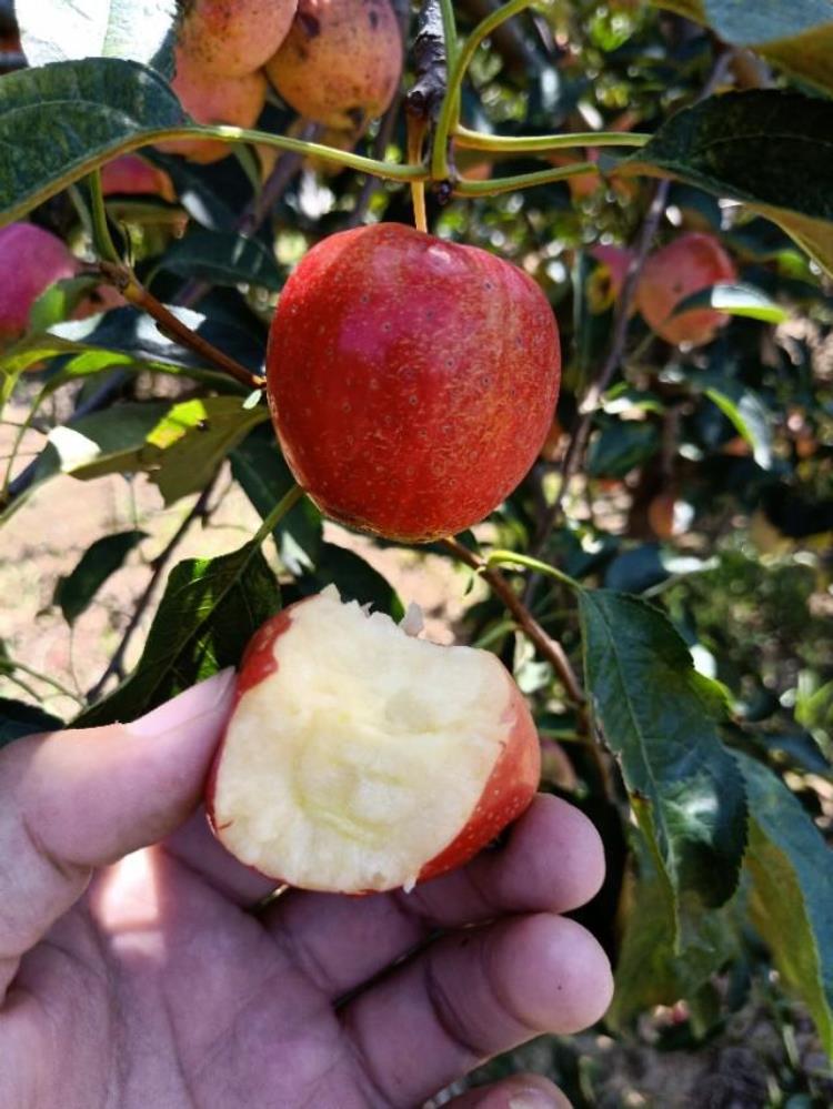 美八苹果树苗出售「自花授粉苹果苗品种美8苹果苗山东美8苹果苗价格」