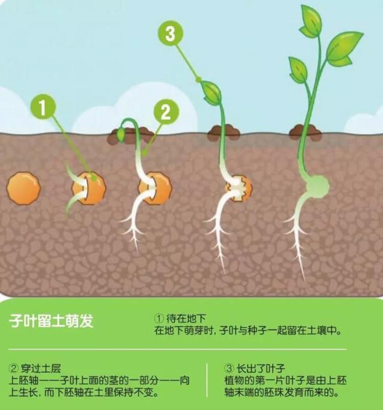 力气最大的生物是什么「世界上什么生物的气力最大」