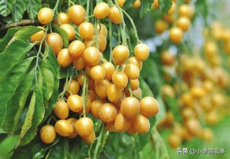 南方种植果树「在南方种植果中之宝你应该做什么看完全明白了」