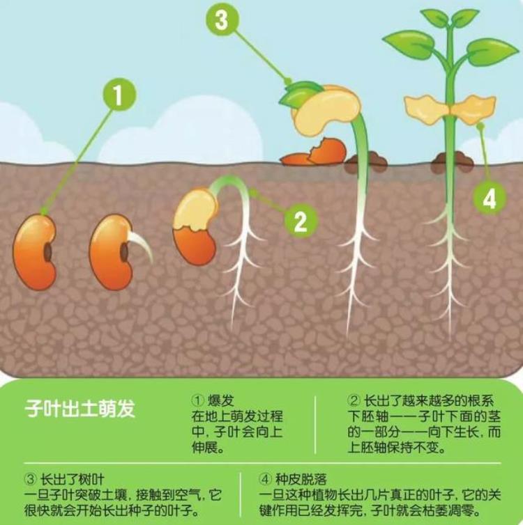 力气最大的生物是什么「世界上什么生物的气力最大」