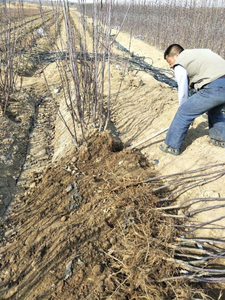 美八苹果树苗出售「自花授粉苹果苗品种美8苹果苗山东美8苹果苗价格」