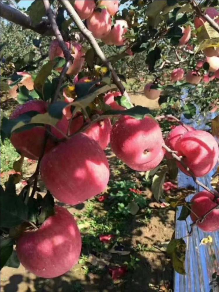 美八苹果树苗出售「自花授粉苹果苗品种美8苹果苗山东美8苹果苗价格」