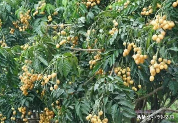 南方种植果树「在南方种植果中之宝你应该做什么看完全明白了」