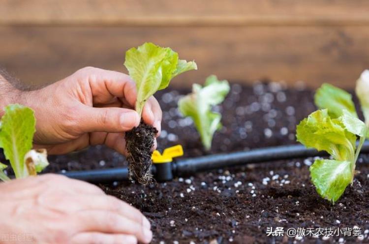 蔬菜育苗中容易出现哪些问题「蔬菜苗期时经常出现这7种问题主要原因和防治方法要掌握好」