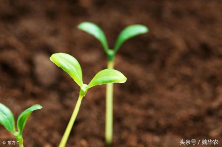 播种不发芽的原因「作物不发芽有哪些原因尤其是蔬菜种子种植需要注意什么」