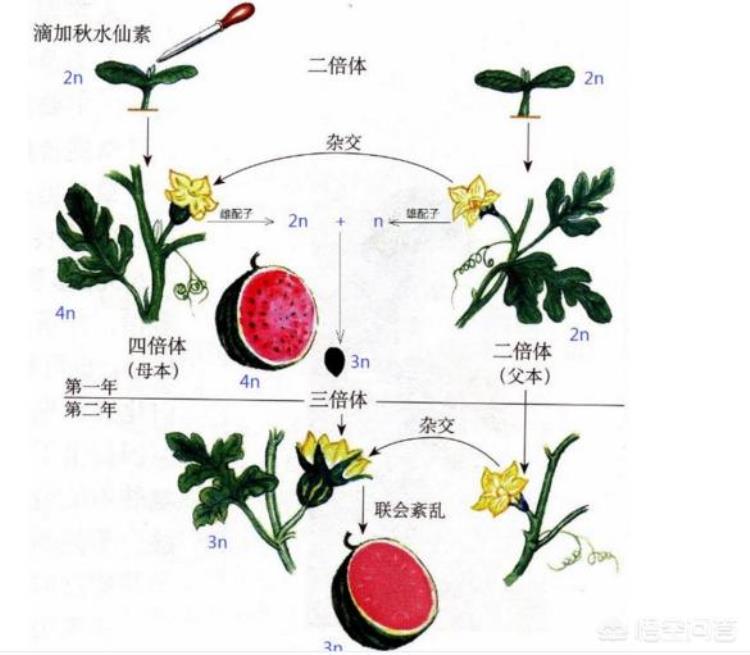 为什么有些水果没有种子「现在水果蔬菜不仅长得好还没有种子原因在这里」