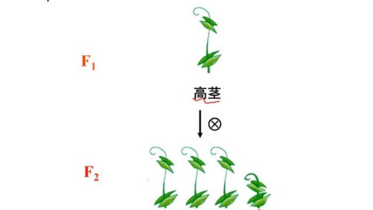 为什么农民不自己留种子「农民为啥不再自留种子留种为啥会减产真的不是育种公司的阴谋」