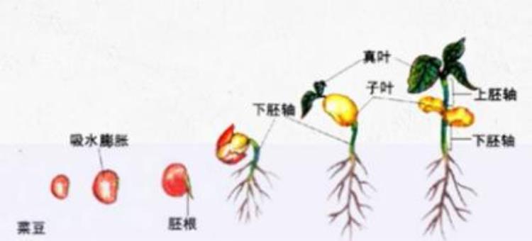 种子的萌发过程(种子的萌发七年级生物)