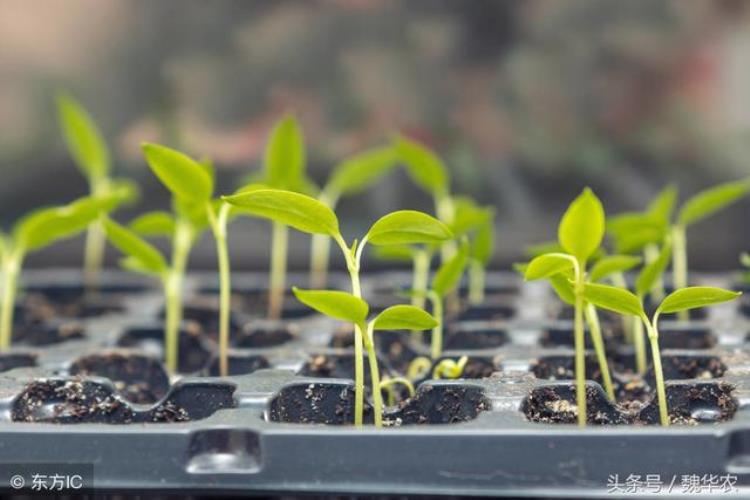 播种不发芽的原因「作物不发芽有哪些原因尤其是蔬菜种子种植需要注意什么」