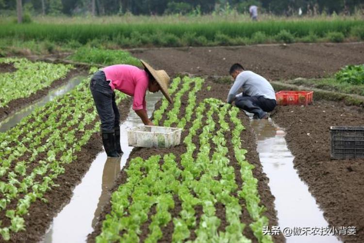 蔬菜育苗中容易出现哪些问题「蔬菜苗期时经常出现这7种问题主要原因和防治方法要掌握好」