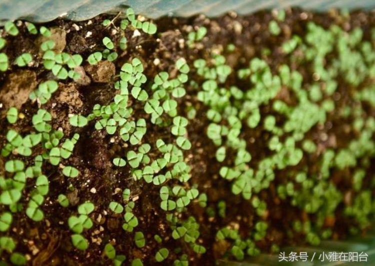 怎样种荆芥出苗最快「阳台花盆种荆芥从播种到收获全过程记录一个小窍门荆芥长疯了」