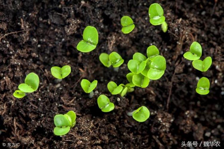 播种不发芽的原因「作物不发芽有哪些原因尤其是蔬菜种子种植需要注意什么」