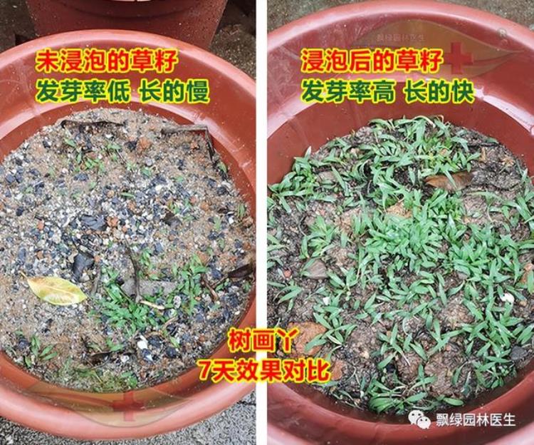 夏季铺草坪撒草籽十大注意事项是什么「夏季铺草坪撒草籽十大注意事项」