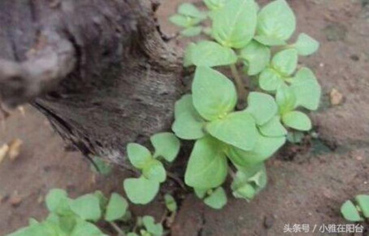 怎样种荆芥出苗最快「阳台花盆种荆芥从播种到收获全过程记录一个小窍门荆芥长疯了」