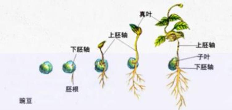 种子的萌发过程(种子的萌发七年级生物)