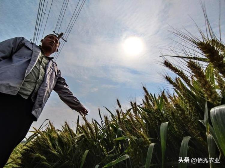 小麦为什么不能留种「农民种植小麦为啥不自留种了包装种子几乎垄断市场啥情况」