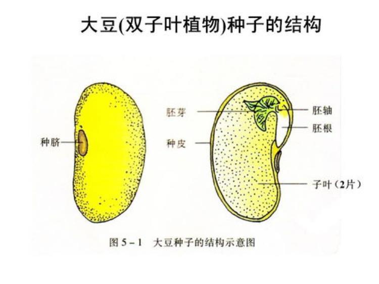 种子的萌发过程(种子的萌发七年级生物)