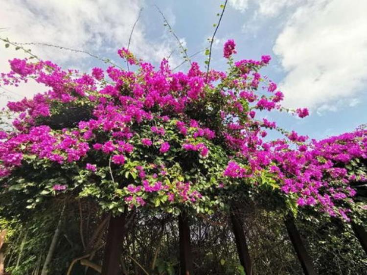 三角梅为什么冬天开花「我家的三角梅为什么冬季开花比其它季节还要美温差立功了」