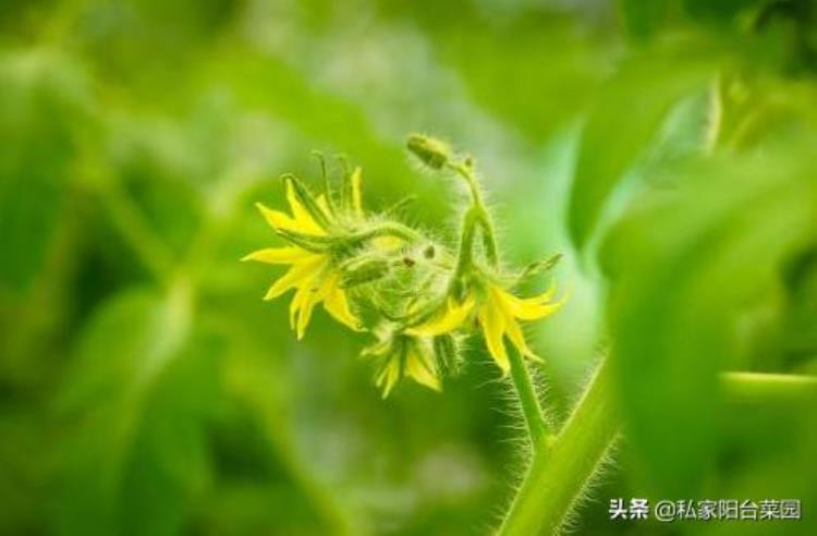 室内种植番茄只开花不结果,盆栽小番茄开花了不结果怎么办