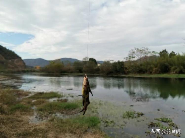 冬天野钓长竿好还是短竿好,野钓是用长竿好还是短竿好呢