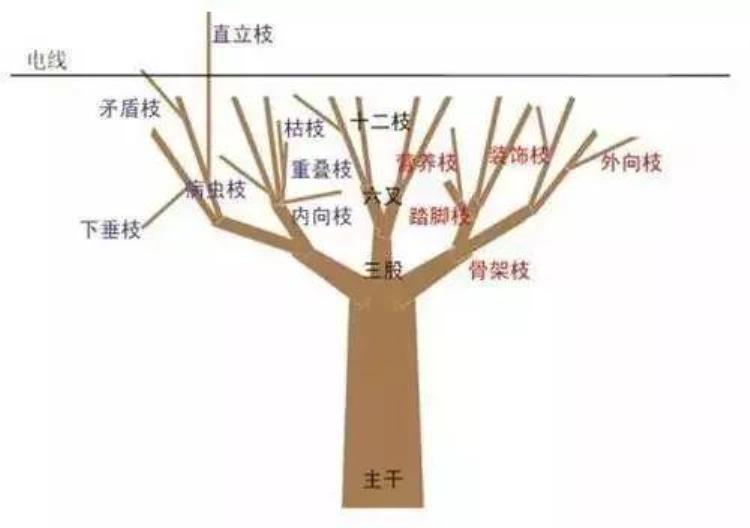 行道树修剪注意事项「申城行道树正在卸妆冬季为啥一定要修剪原因在此」