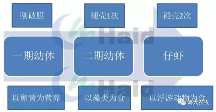 冬季稻虾常肥水等于给小龙虾屯粮加棉被为龙虾健康生长添砖加瓦