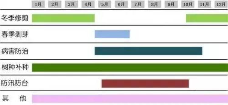 行道树修剪注意事项「申城行道树正在卸妆冬季为啥一定要修剪原因在此」