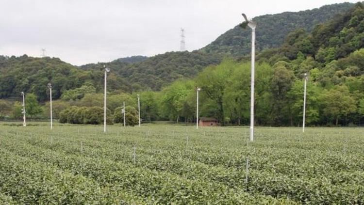 怎样保全茶叶,茶叶避坑最佳方法