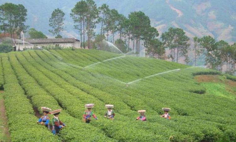 怎样保全茶叶,茶叶避坑最佳方法