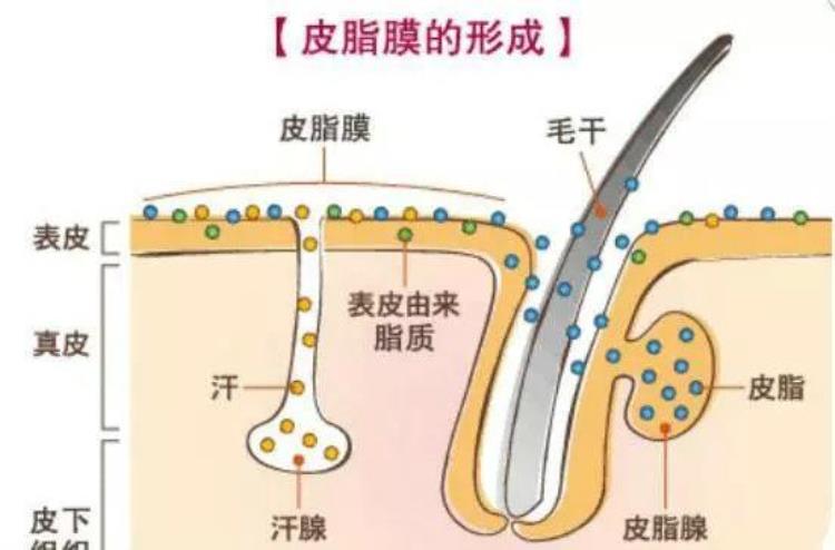 冬天皮肤干燥特别痒,冬天大腿上有红疙瘩很痒怎么回事