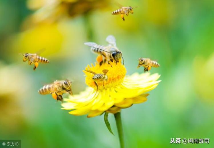 冬季繁蜂「听说过蜜蜂冬繁技术吗北方养蜂人认为是天方夜谭南方养蜂人呢」