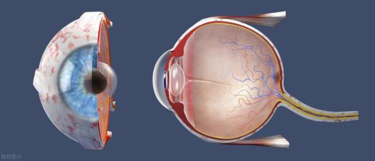 视网膜血液循环不好,视网膜缺血的原因