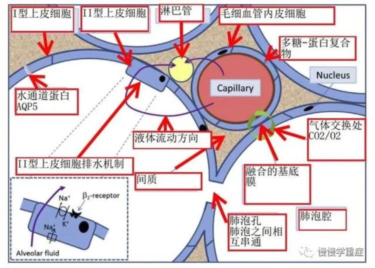 肺水肿 百科,怎么知道自己得了肺水肿