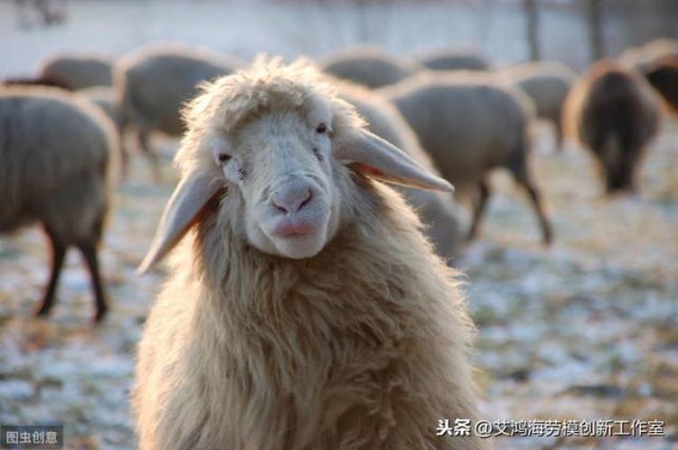 羊流鼻涕是啥病,大量黄脓鼻涕是新冠肺炎的症状吗