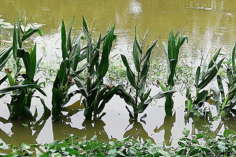 7月老下雨,秋老虎指的是什么意思