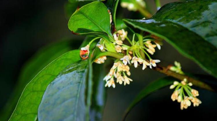 人闲桂花落夜静春山空是什么季节的「人闲桂花落夜静春山空桂花的花期在秋季为何春天落桂花」